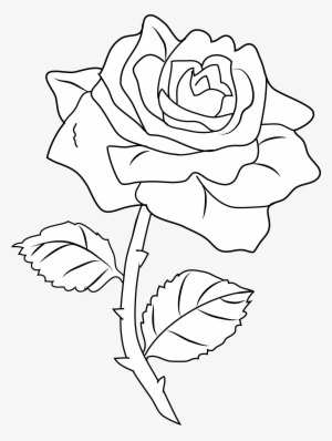Bloody Rose Drawing At Getdrawings - Mia Free Up My Love