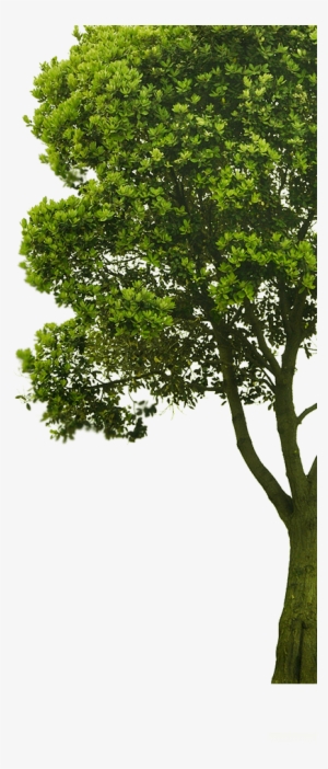 Arbre2 - Imagenes De Arboles Png