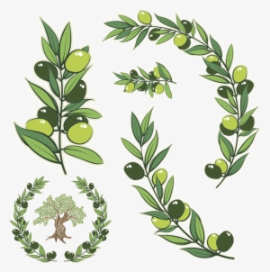Watercolor Olive Branch Png - Olive Tree Branch Vector