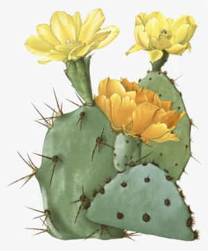 Clip Art Royalty Free Stock Opuntia Laevis Spineless - Prickly Pear Cactus Transparent