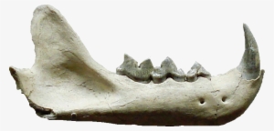 Pseudaelurus Teeth - Pseudaelurus Fossil