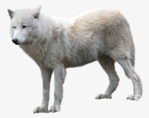 Arctic Wolf Png