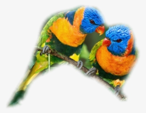 Lorikeets Pair - Parrot Pair Png