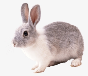 Free Png Gray And White Rabbit Png Images Transparent - Feeding And Watering Animals