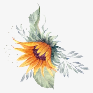 Sunflower Plant Watercolor Hand Painted Transparent - Weisse Kürbis Grün-babyparty Laden Ein Karte