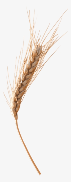 Wheat Ear Png