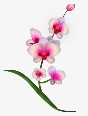 Orchid Clipart Png Image - Orchid Flowers Clipart Png