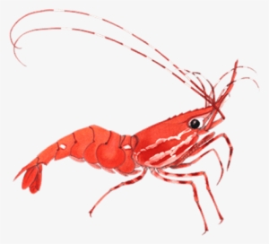 Shrimp Transparent Background