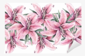 Pink Lily Flowers Isolated On White Background - Lily