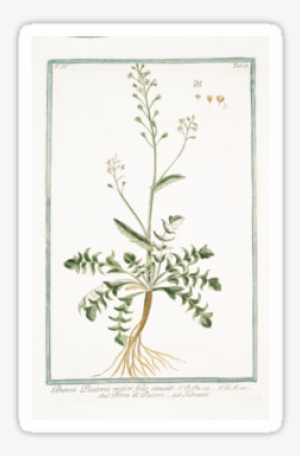 The Works Of Classical Illustration For Science And - Illustration