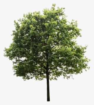 Tree Render, Oak Tree, Trees To Plant, Tree Photoshop, - Transparent Background Png Tree