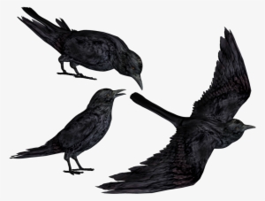 Crow Clipart Flying - Black Crows Png