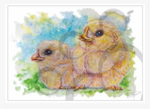 Chicks - Rooster