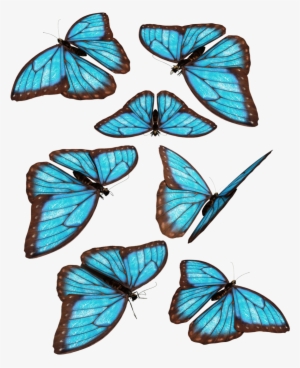 Blue Butterflies By Darkadathea On Deviantart Clip