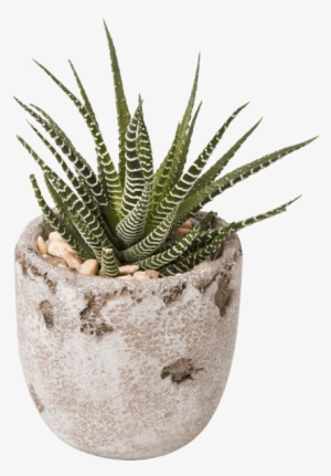 Succulent Pot • $14 - Succulent Png