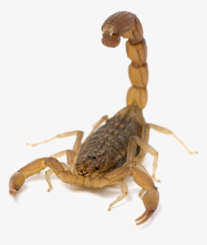 Scorpion Png Picture - Scorpion Png