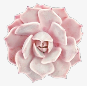 Creamy Pink Succulent Rose By Jeanicebartzen27 On Deviantart - Pink Succulent Clip Art