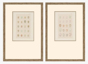 Egg Study Pk/2