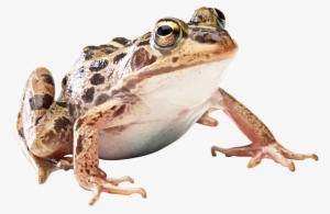 Frog Png
