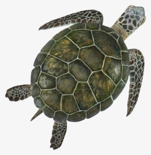 Marine Life Clipart Green Turtle - Turtle Clipart - 393x550 PNG ...