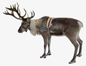 Reindeer Png