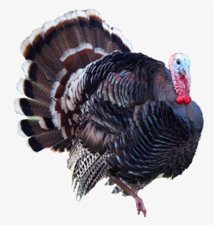 Turkey Png - Cob Loaf Meme