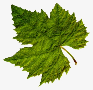 Nature - Grape Leaf Png