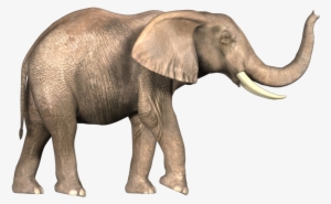 Elephant Image In Png