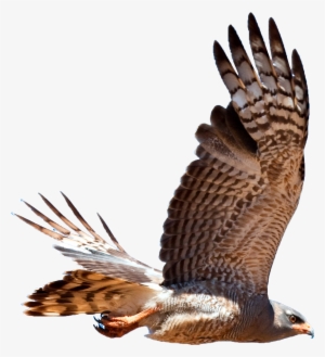 Hawk Png Graphic Stock - Hawk Png