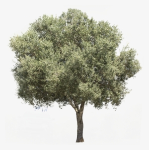 3709 X 3738 Pixels Png Image, With Transparent Background - Olive Tree Png