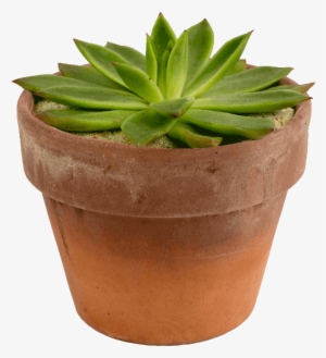 Potted Succulent - Succulent Plant