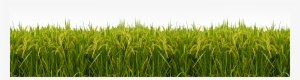 Show Now - Transparent Paddy Field Png