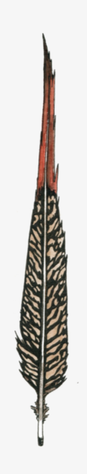 Golden Pheasant Feather