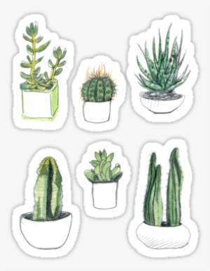 Watercolour Cacti And Succulents By Vicky Webb - Phil Lester House Plants