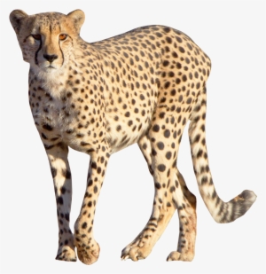 Cheetah Png Image - Cheetah Png