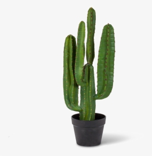 Saguaro Cactus Png Pic - Saguaro Cactus Png