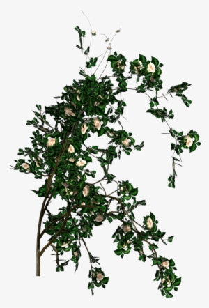 Rose - Roses Tree Png
