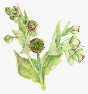 Fresh Hand Painted Watercolor Flowers Decorative Transparent - Euclidean Vector