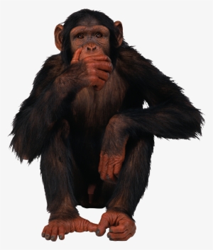 Monkey Png
