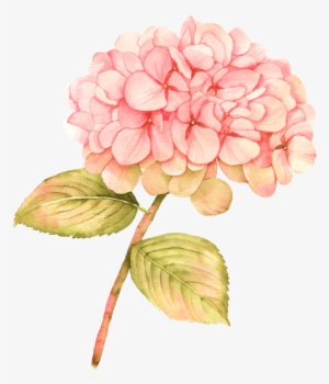 Picture Transparent Download Free Premium Stock Photos - Hydrangea Pink Watercolor Flowers