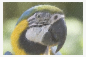 Psittacinae