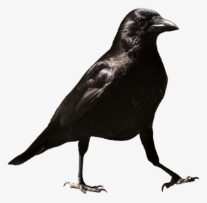 Common Raven Png Hd - Crows