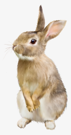 Brown Rabbit Png - Whats Your Bunny Name