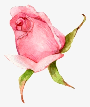 Hand Painted A Watercolor Rose Png Transparent - Portable Network Graphics