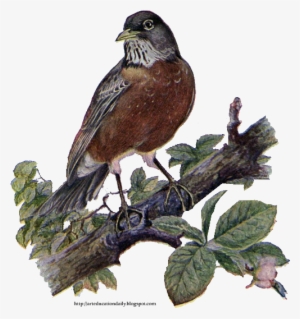 Bird House Clipart Robin - Bird