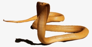 King Cobra Png Hd - Cobra Png Transparent