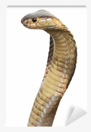 Trends 2 Bachillerato : Student's Book