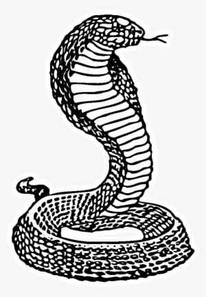 Cobra - - Drawing