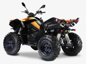 Kingcobra - Cectek King Cobra