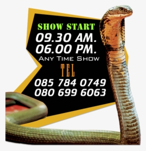 Cobra Show - King Cobra